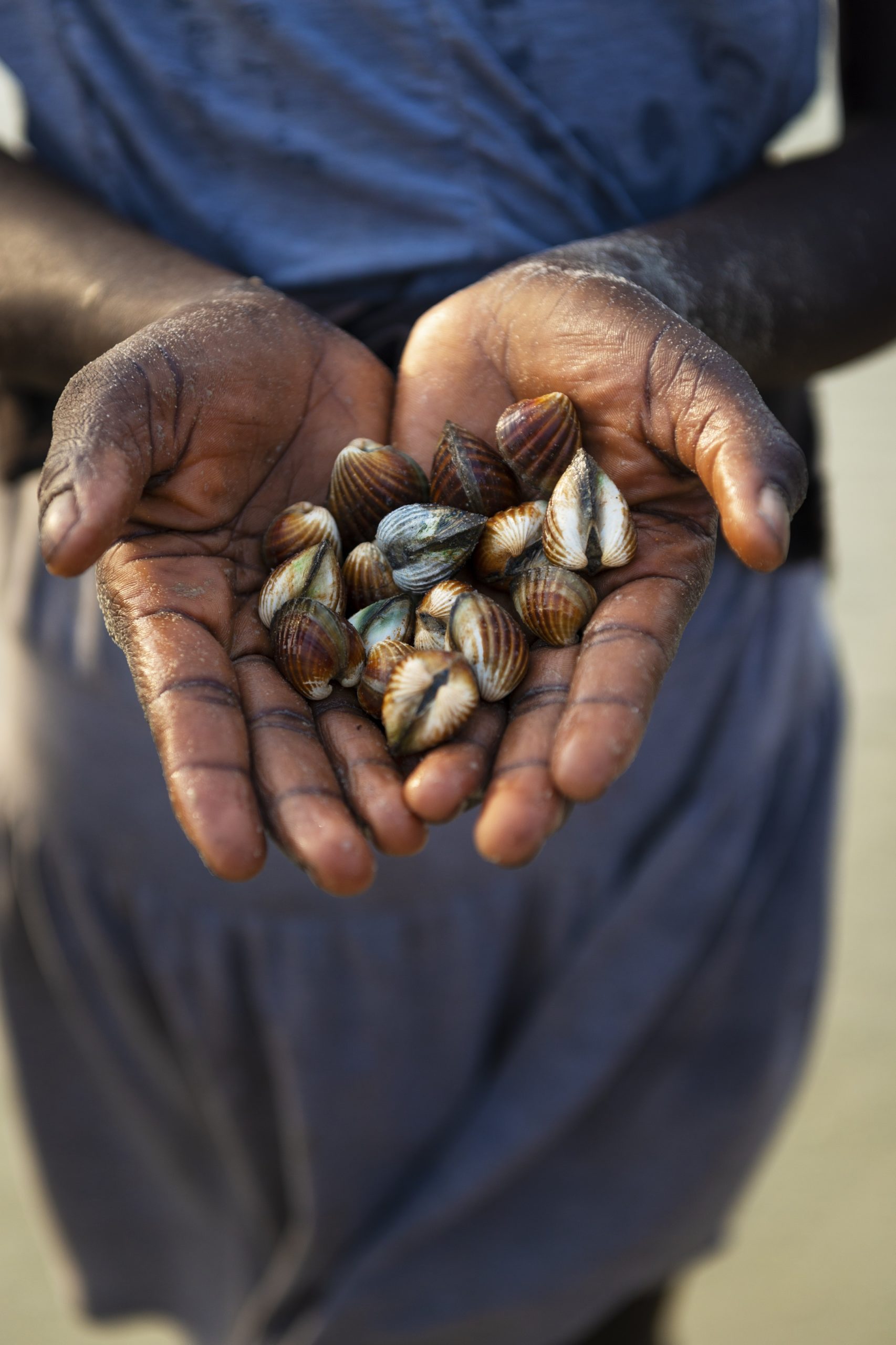 Detail of the hands of a cockles harvester in the beach in the island of Orango, Guinea Bissau, at sunset.