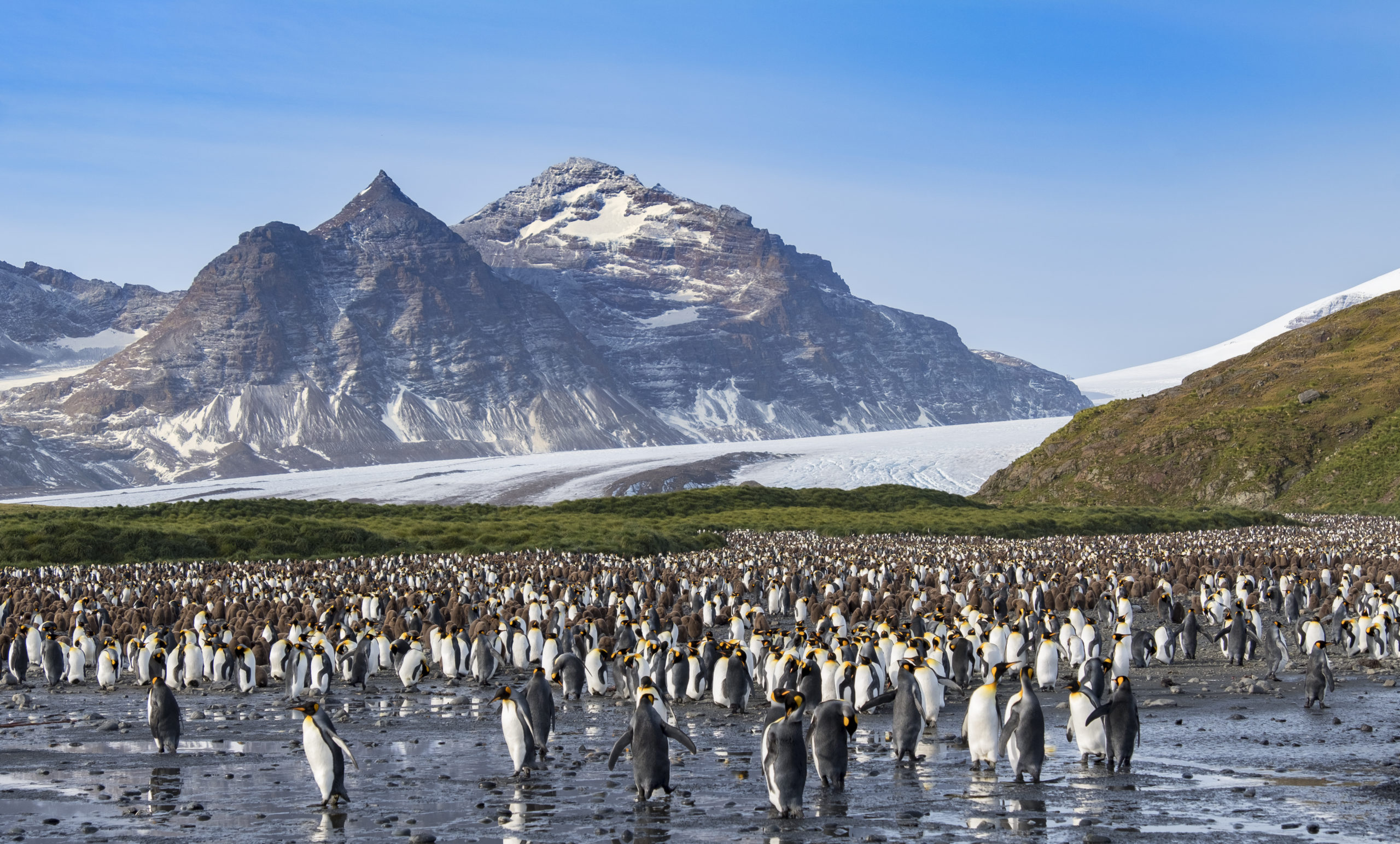 Colònia de pingüins rei a Salisbury Plain, Geòrgia del Sud