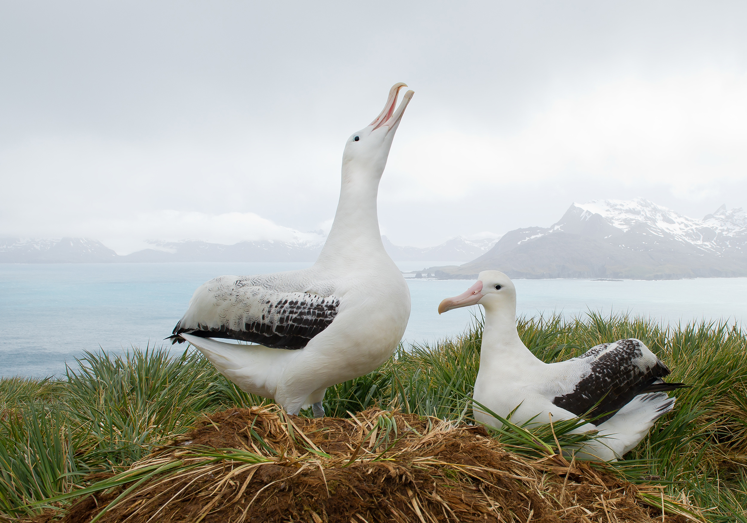 Parella d'Albatros viatgers al niu, Geòrgia del Sud