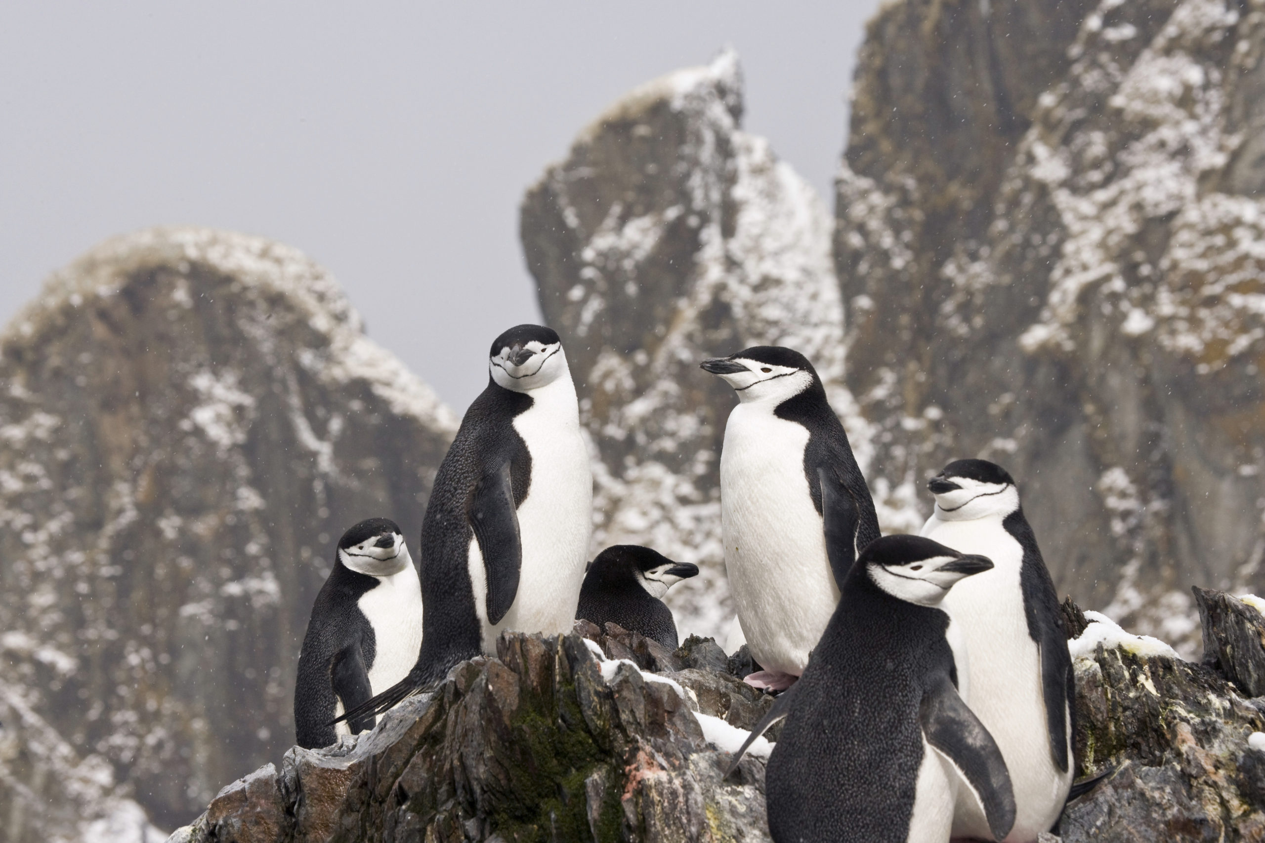 Colònia de pingüin carablanc